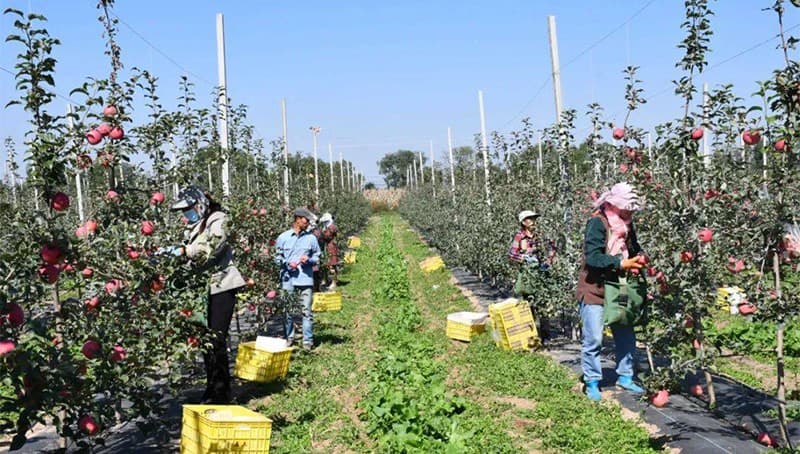 images/1669279744025apple farmer.jpg